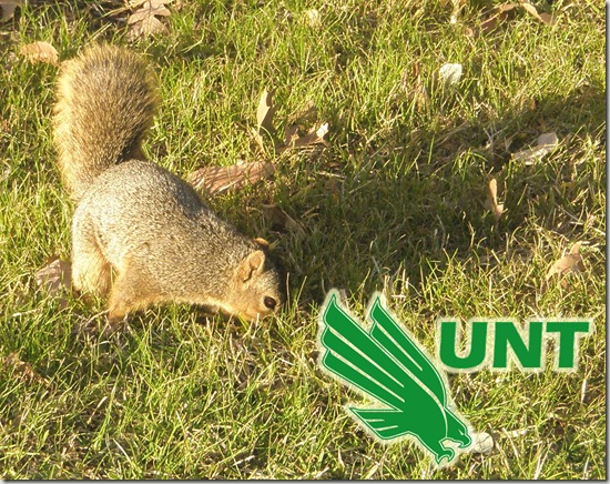 UNT-Squirrel